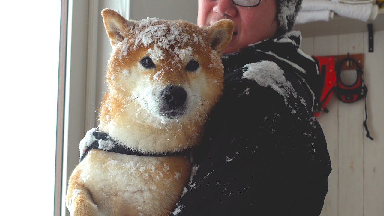 柴犬と心が折れかけた大雪が、これ