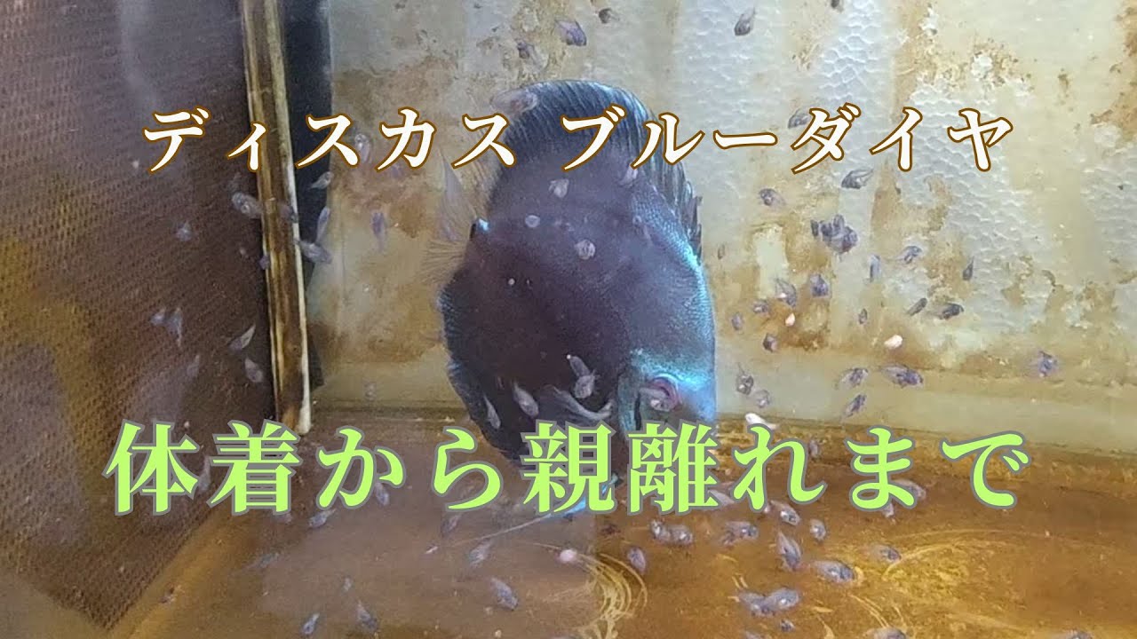 【44】体着から親離れまで ディスカスブルーダイヤ