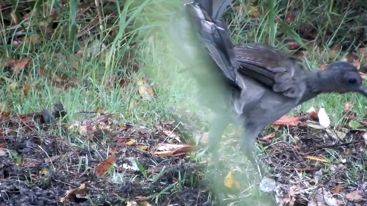 Lyrebird foraging
