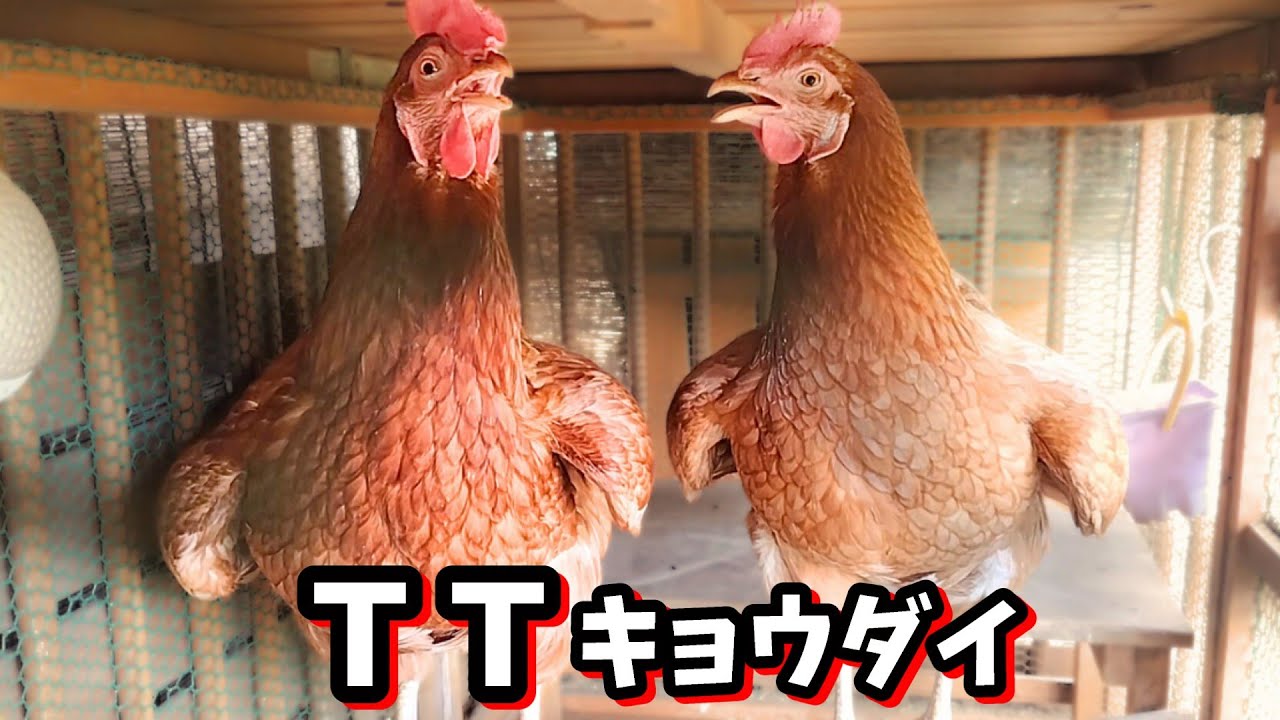 夏のニワトリティーティーティティー！【ニワトリ飼育】#93