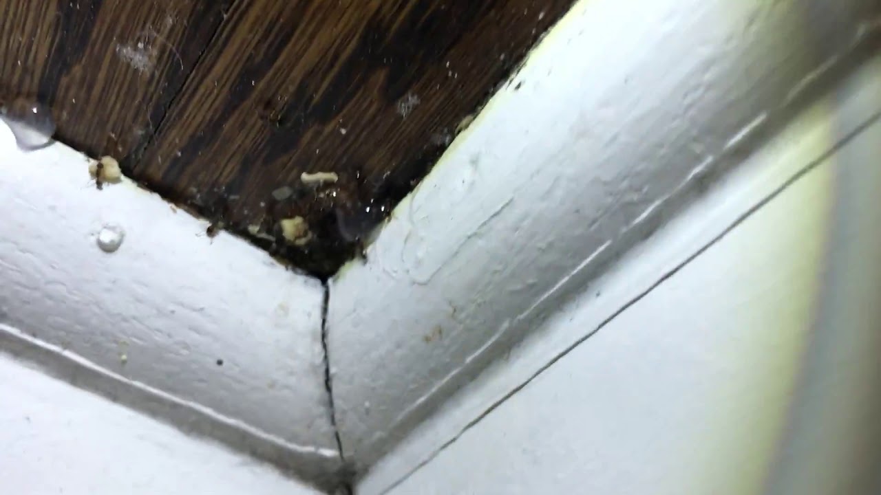 Ants Pest Control Service - Affordable Pest Control Toronto | Get Free Pest Inspection