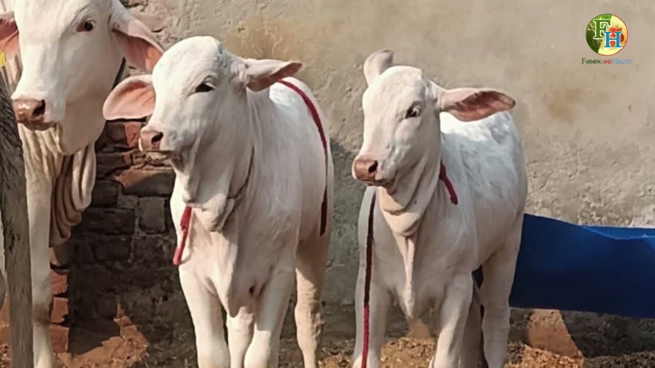 सवेट कपिला 