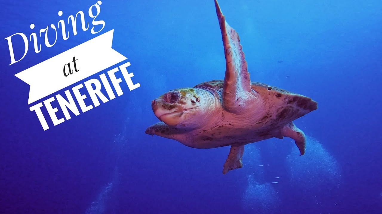 DIVING AT SOUTH TENERIFE