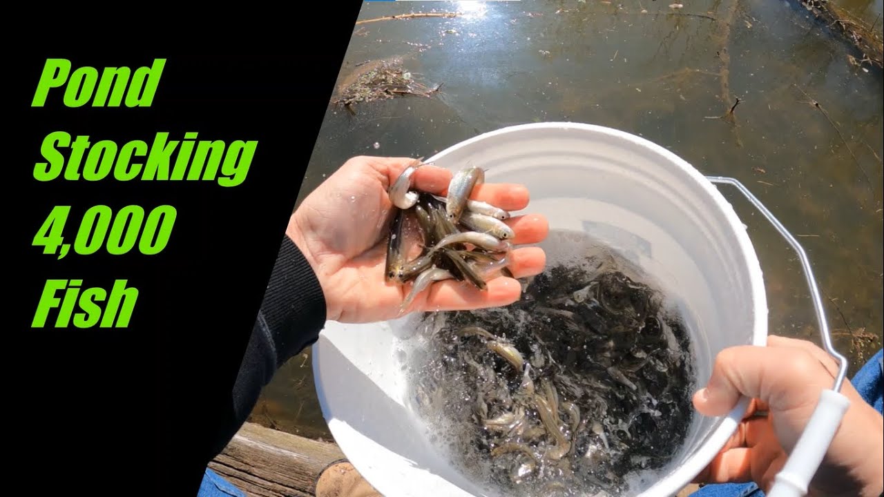 Stocking thousands of fish in my pond!