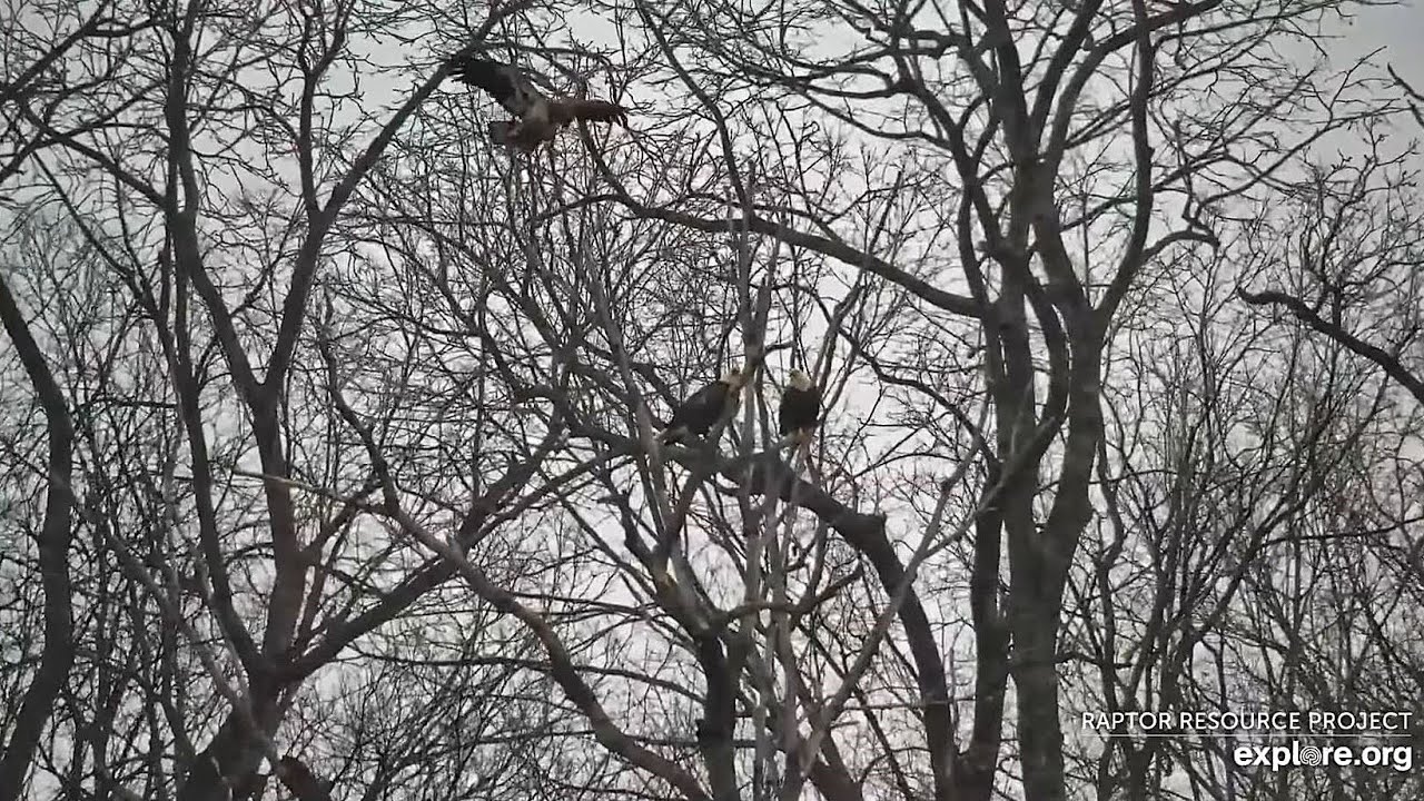 Decorah Eagles: Soar in to The New Year with the Decorah Eagles! Explore.org 12-31-2025