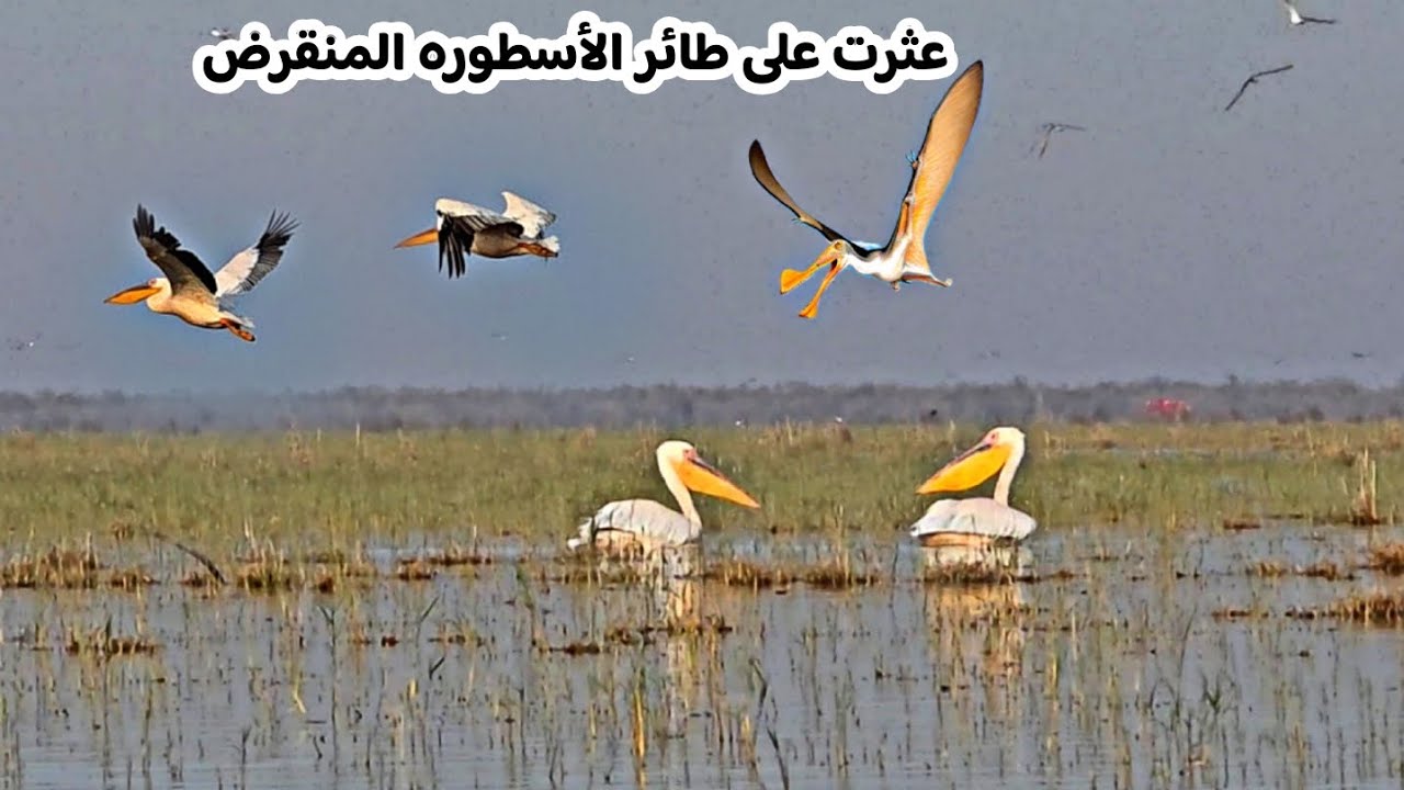 دخلنا مكان الطيور المنقرضه طائر اكبر من البشر
