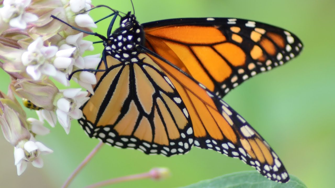 Monarch butterfly eating nectar in flowers