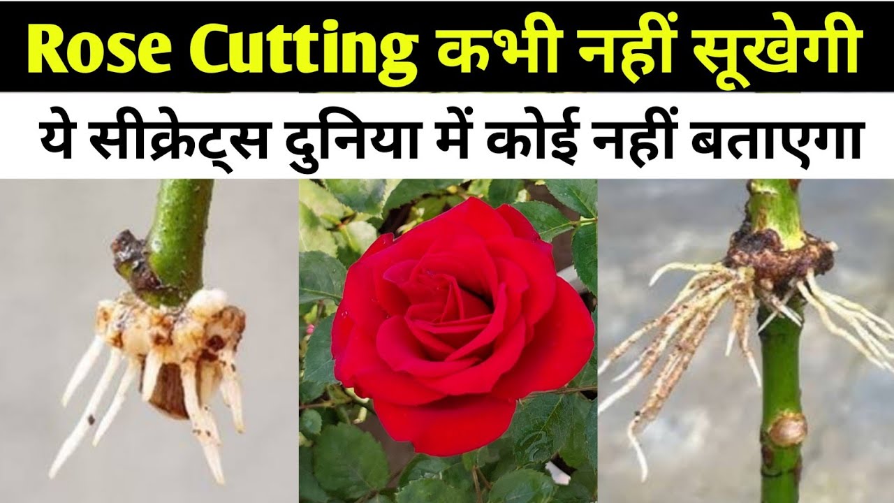 Rose Cuttings कभी भी नहीं सूखेगी.Rose plant care. Rose plant growing tips.How to grow rose cutting.