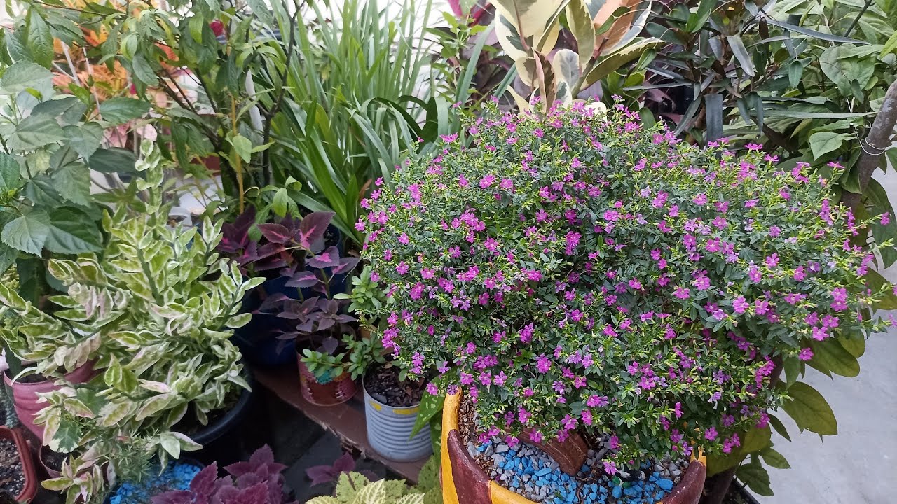 Fiz mudança e podas na florestinha ganhei várias plantas de sombra 🌿🦋