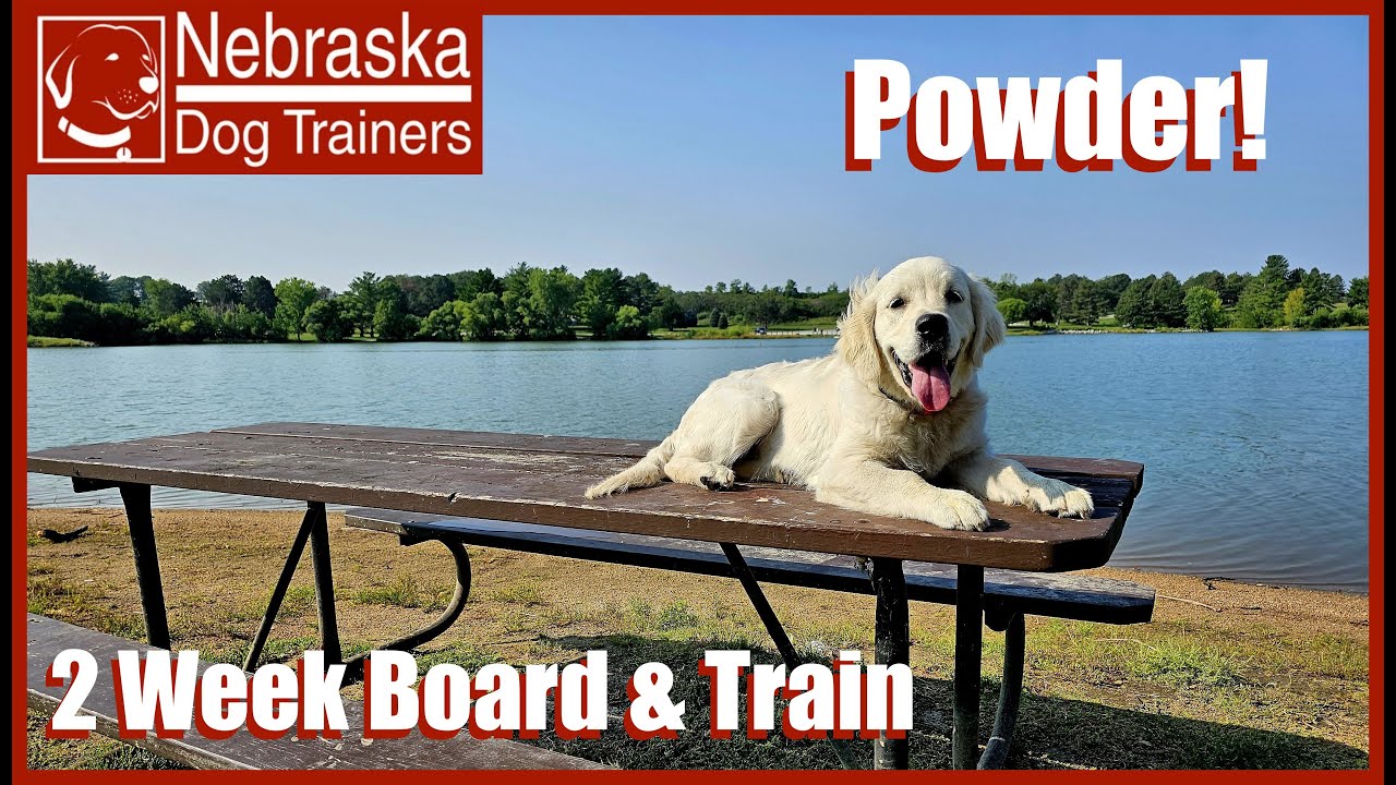 Powder | 6MO Golden Retriever | Off Leash Reliable Dog Training Lincoln, Nebraska