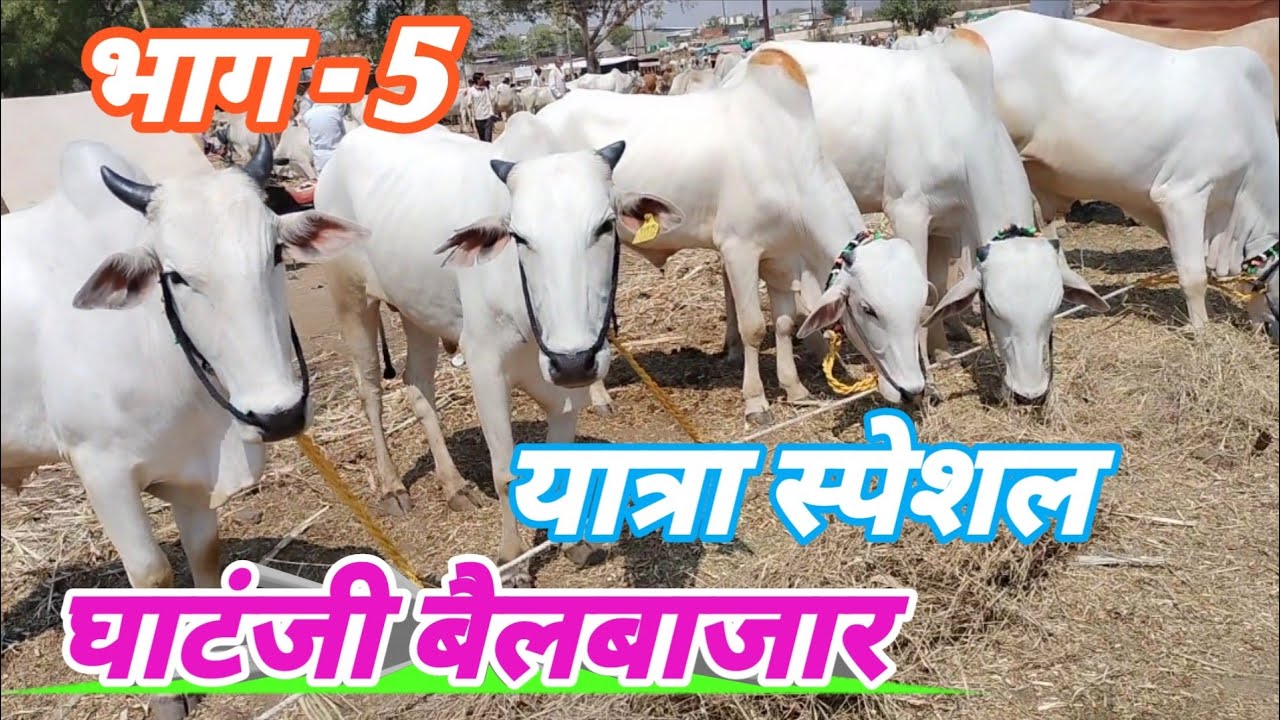 यात्रा स्पेशल घाटंजी बैलबाजार दोन दात चार दात ढवळे गोरे शैलकर बैलजोड्या ||🐂🐂|| #बैलबाजार #घाटंजी