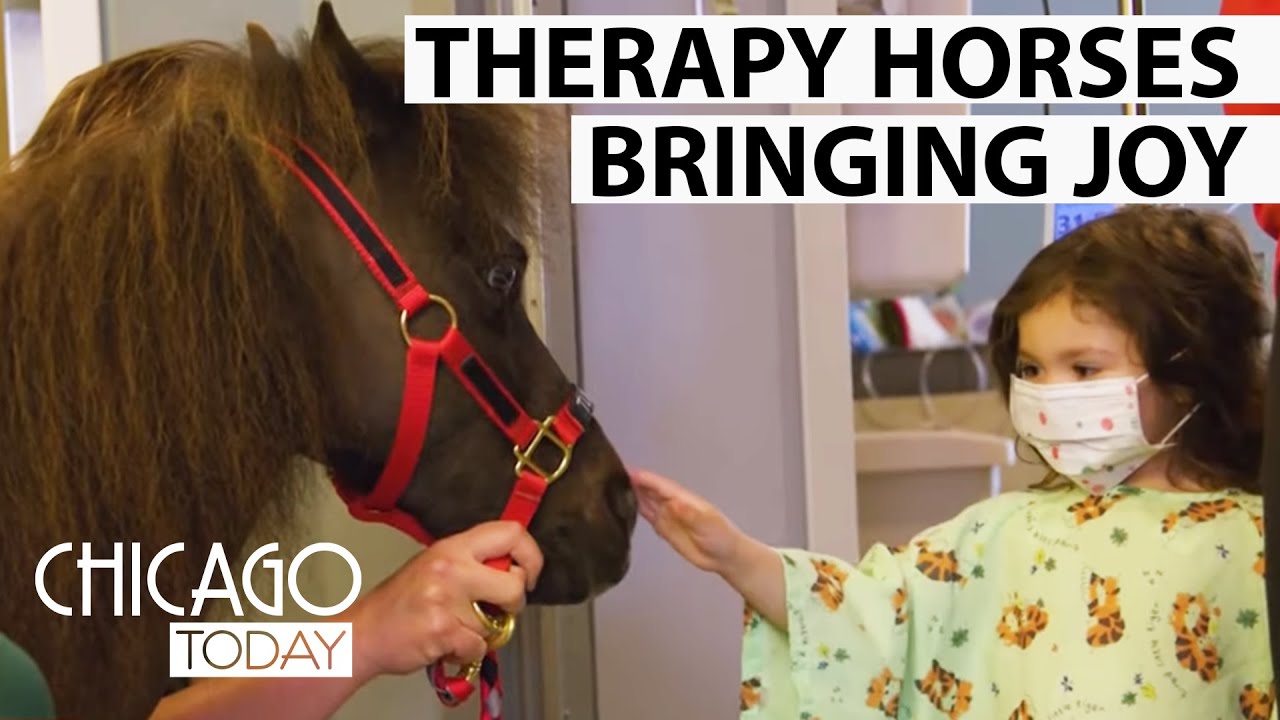 Miniature Therapy Horses Bring Joy to Children in Hospitals | NBC Chicago