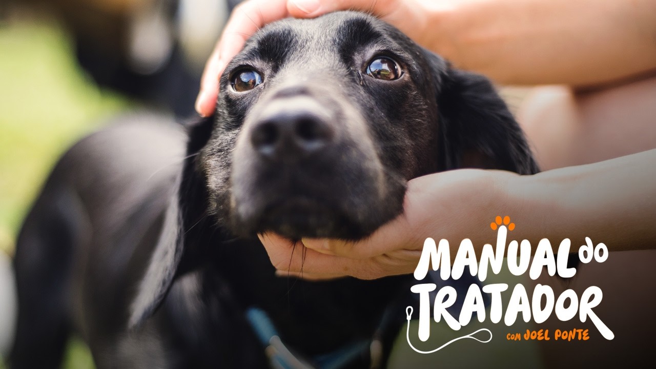 O seu cão sofre de ansiedade? Descubra aqui