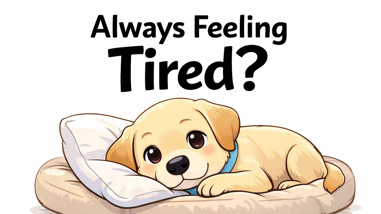 This Is Why Your Dog Is Always Tired But Do Nothing ALL The Day 