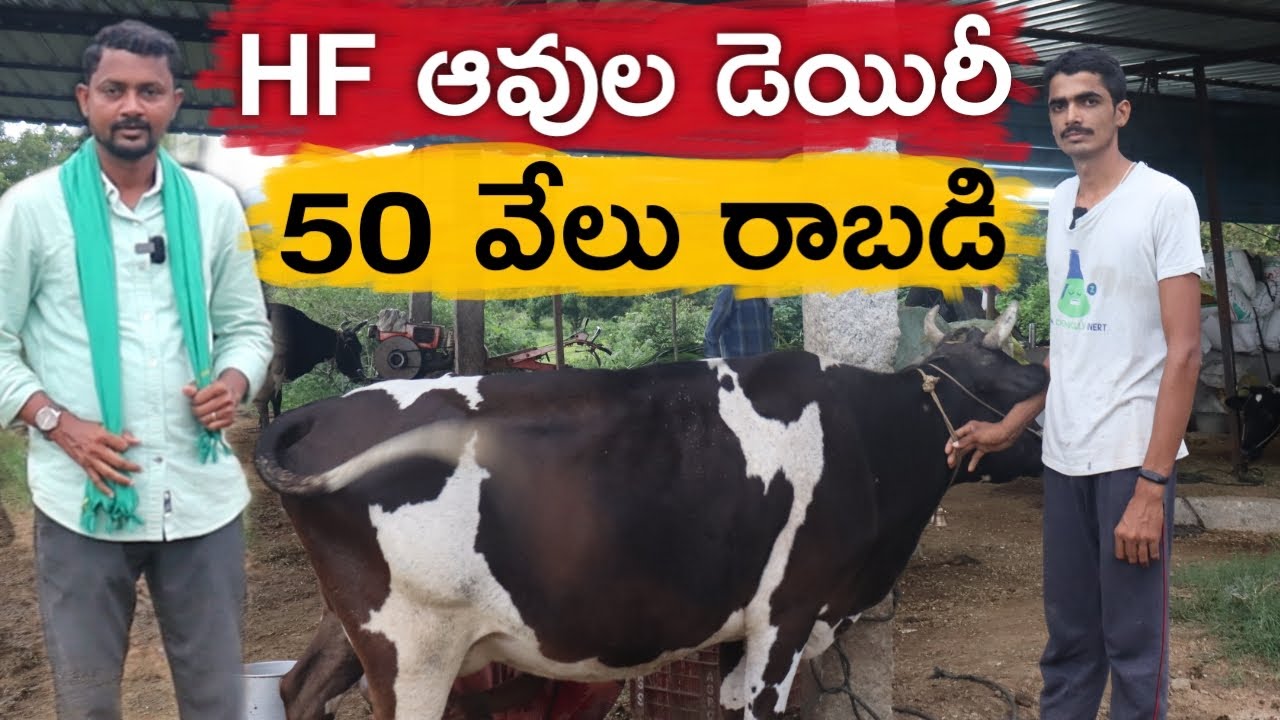 14 ఆవుల డెయిరీ మాది.. రోజూ 60 లీటర్ల పాలు | Cow Dairy | రైతు బడి