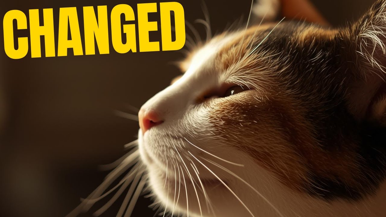 When a CAT Changes Because of You
