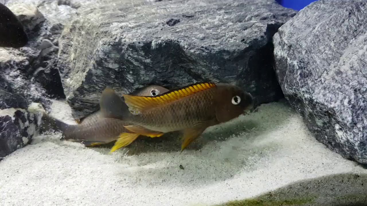 Petrochromis Famula Orange Fin Kigoma WF
