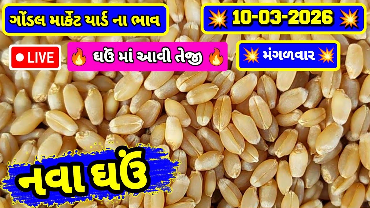 નવા ઘઉં ના ભાવ | 10-03-2026 | ગોંડલ નવા ઘઉંના ભાવ | Wheat Market Price | RJ Gondal Marketing Yard 