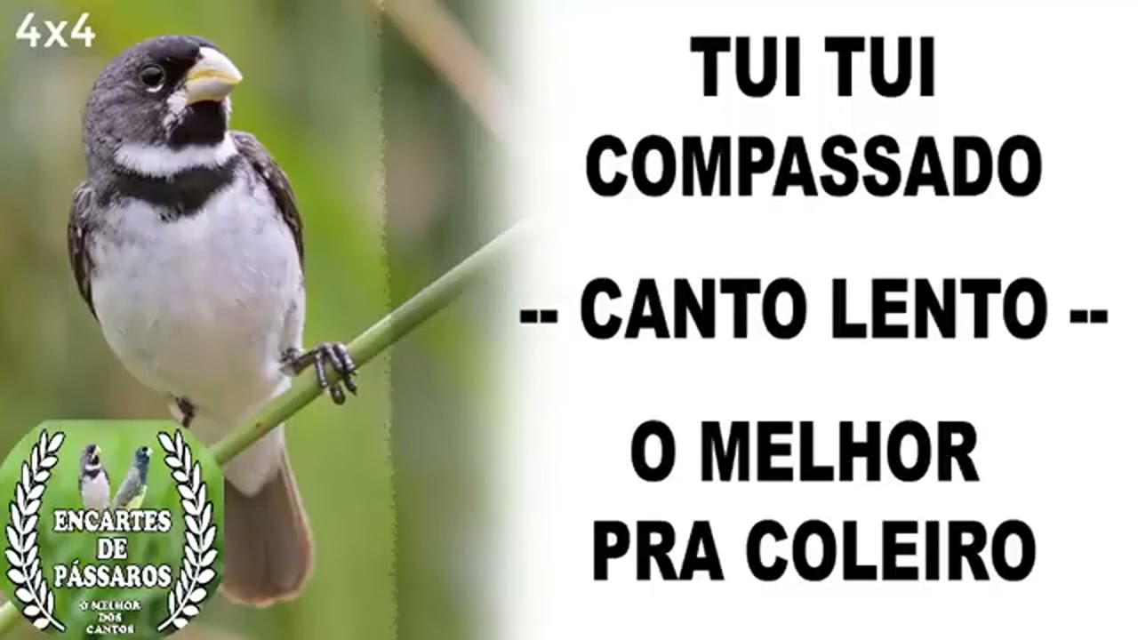 TUI TUI 4X4 Compassado -- O Melhor Para #coleiro ou #papacapim Pardo