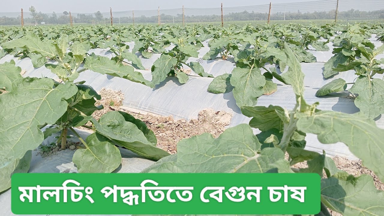 মালচিং পদ্ধতিতে বেগুন চাষ 
