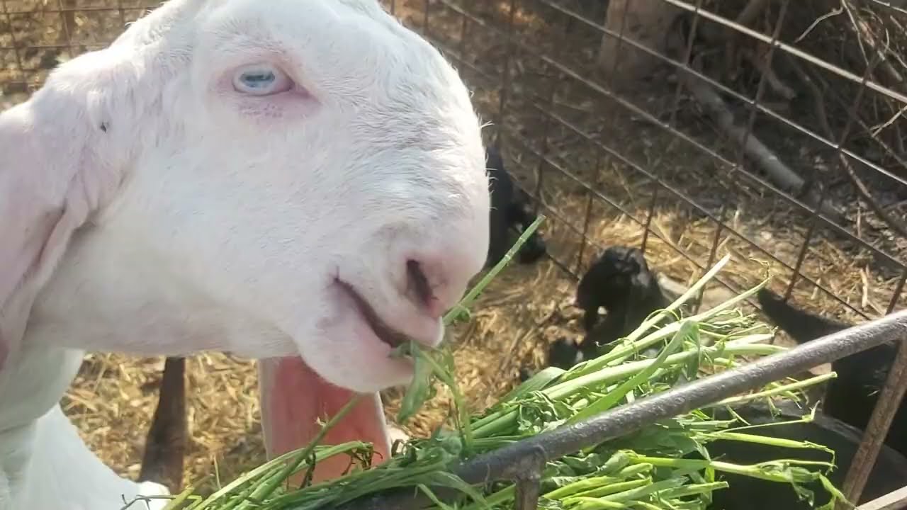 DDP BREED Baby Kids For Sale