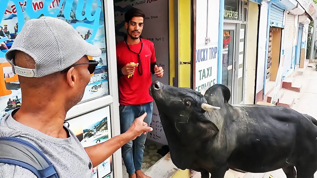 Homeless Animal Goes Shopping For His Daily Meals