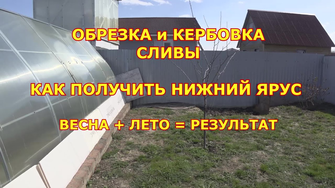 ОБРЕЗКА и КЕРБОВКА  СЛИВЫ. Весна + лето = результат