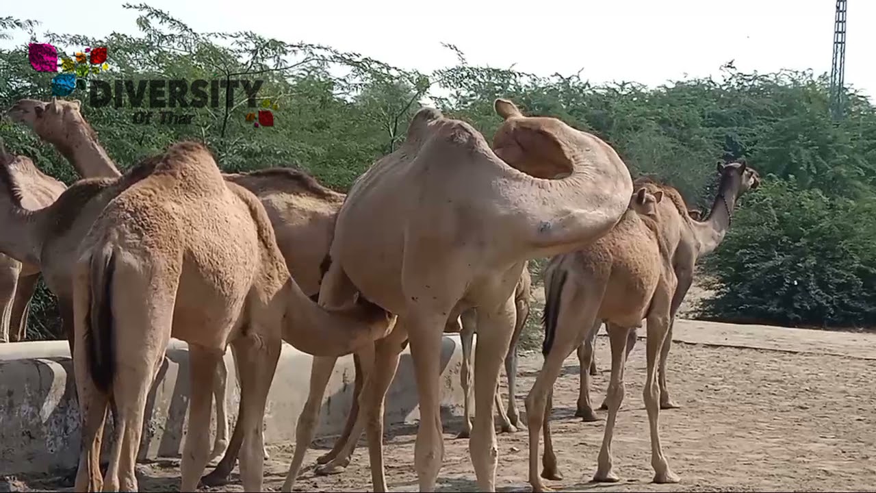 Camel Itching || Camel feeding || Camel gethring