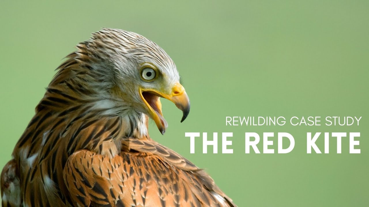 Rewilding Case Study - The Red Kite