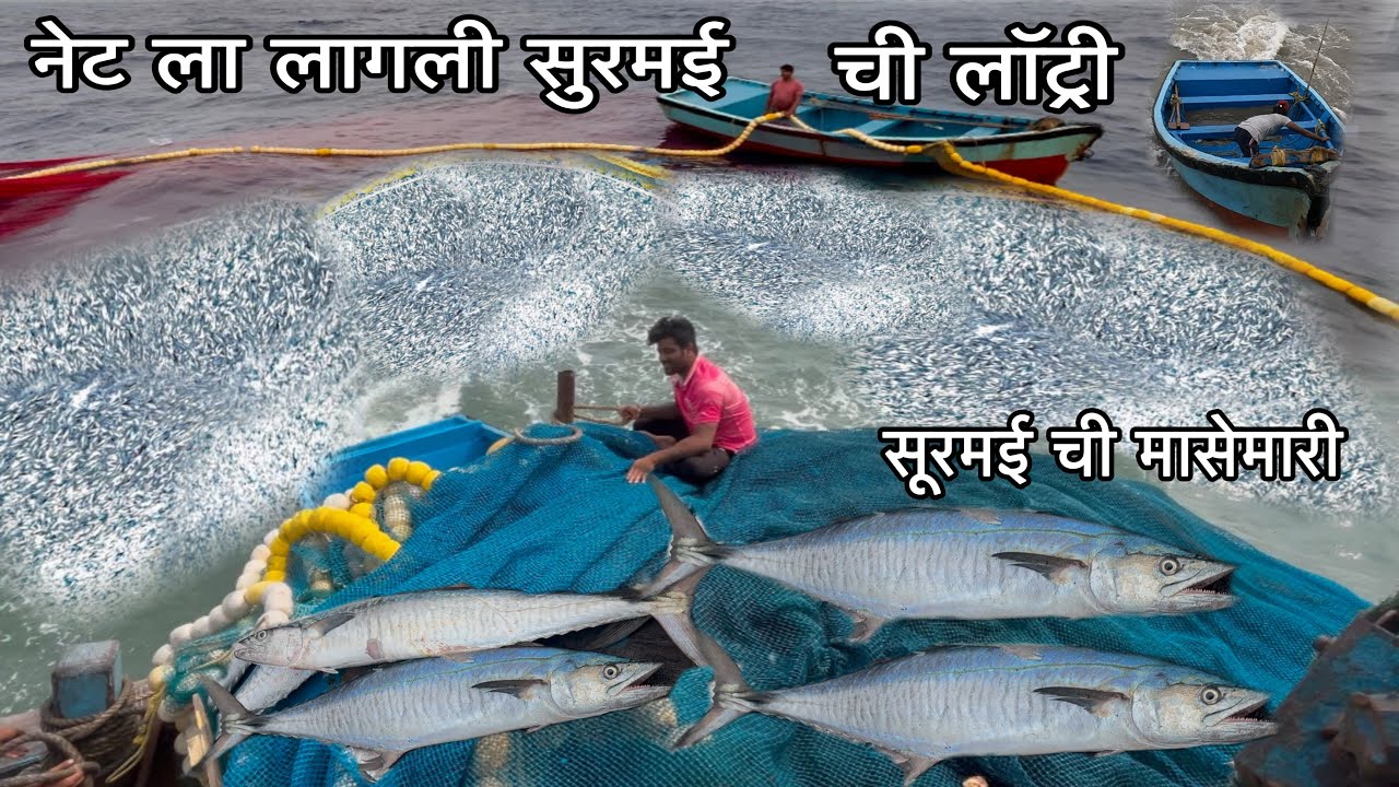नेट ला लागली सुरमई ची लॉट्री | सुरमई ची मासेमारी | ocean king fish fishing #surmai #aagrikoli