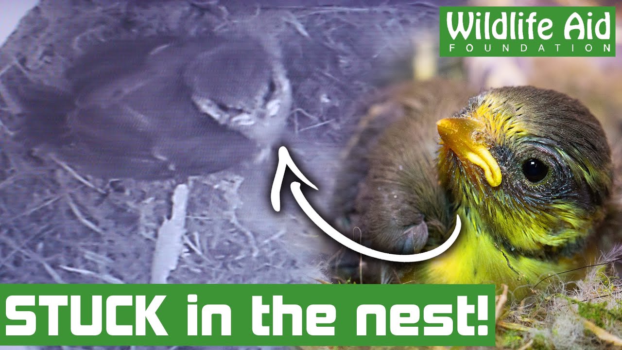 THIS is why you should NEVER leave hair out for birds!