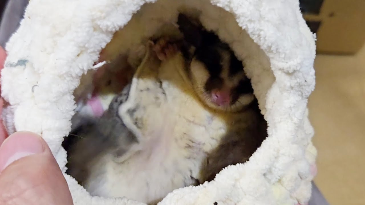 #94 毛繕いを見せつけてくるフクロモモンガ　A sugar glider showing off its grooming skills