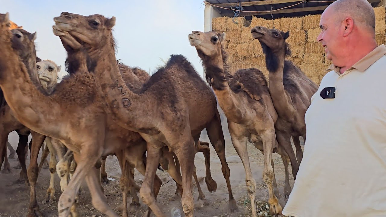البعير و النعاج تجول و تصول في ضيعة محمد بن علال في ضواحي سيدي حجاج اقليم سطات 