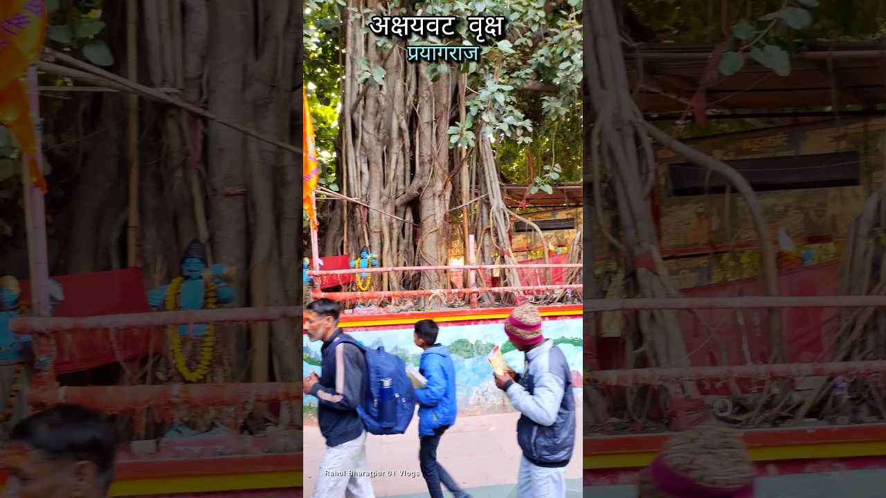 🚩अक्षयवट वृक्ष प्रयागराज | Mahakumbh 2025 | अक्षय वटवृक्ष प्रयागराज 🚩