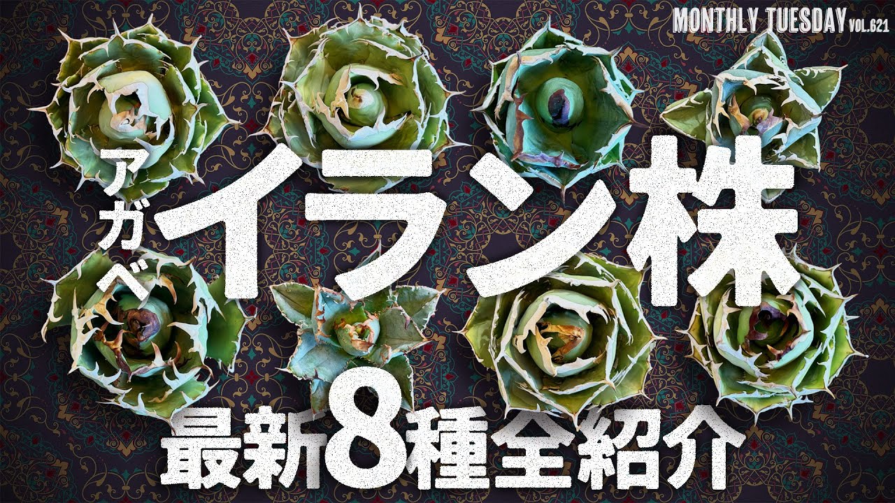 【アガベ】話題のアガベ チタノタ イラン株、追加8種類一挙公開！
