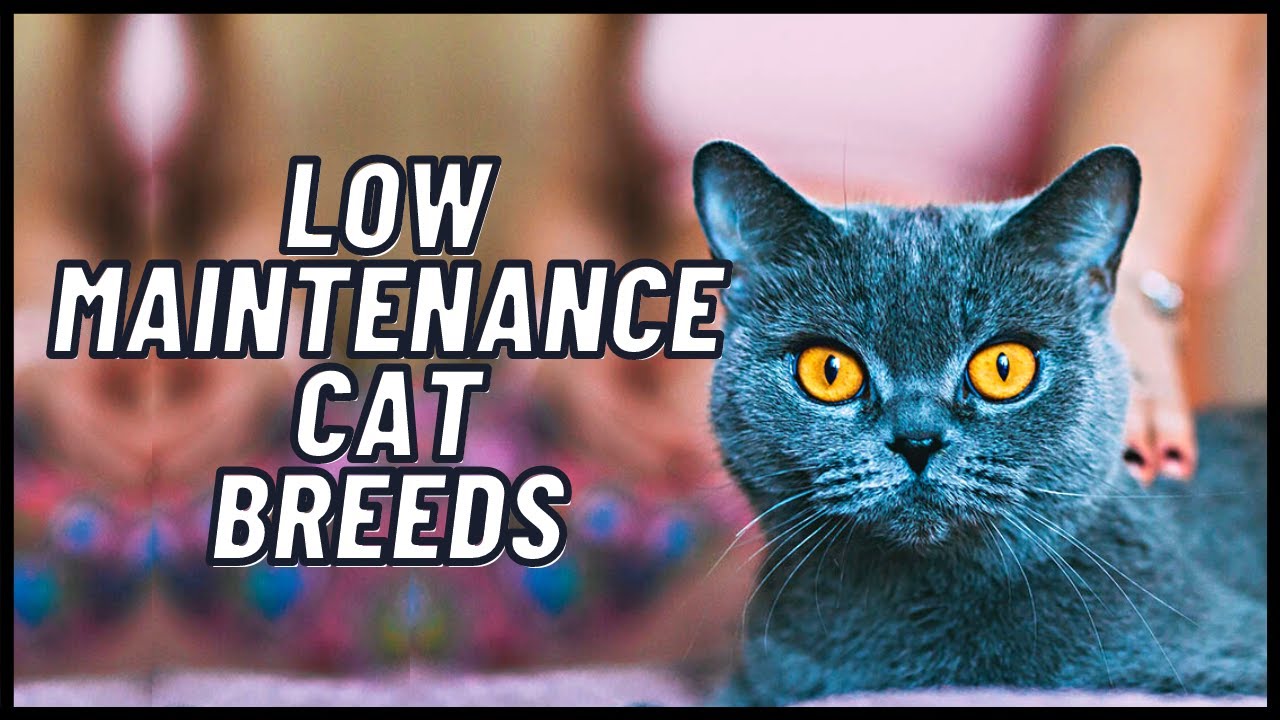 Low Maintenance Cat Breeds (Part 1)