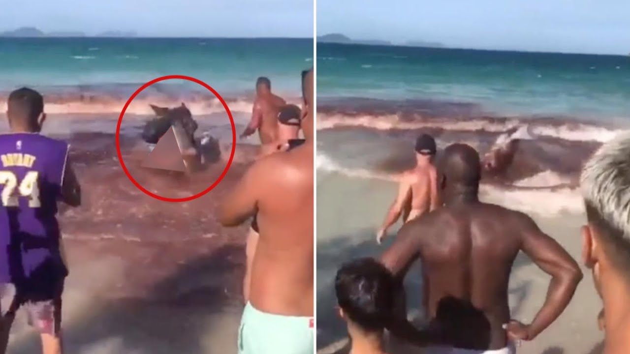 The Most Brutal Shark Attacks On Humans !