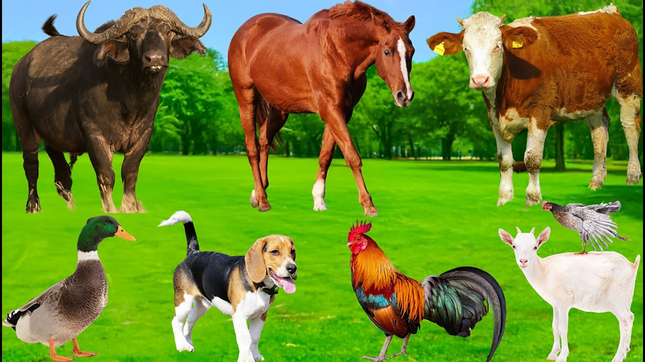 Farm Animal Sounds: Cow, Sheep, Cat, Dog, Chicken, Duck, Horse - Animal Moments