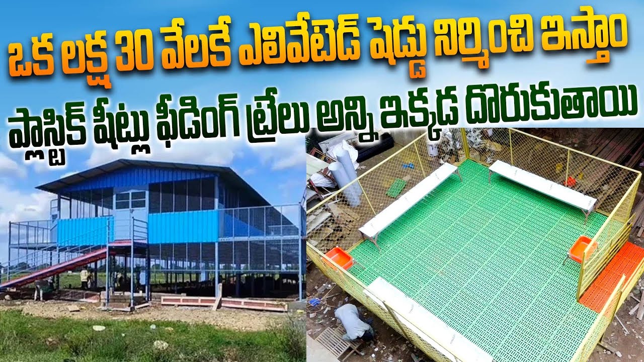చిన్న ఎలివేటెడ్ షెడ్డులో పొట్టేళ్ల పెంపకం | Elavated Sheed For Goat And Sheep  | Kiran TV Rythu