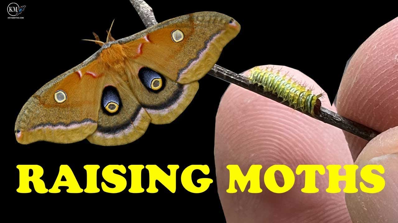 RAISING MOTH CATERPILLARS   MY EGGS HATCHED! WHAT NEXT?  POLYPHEMUS MOTH