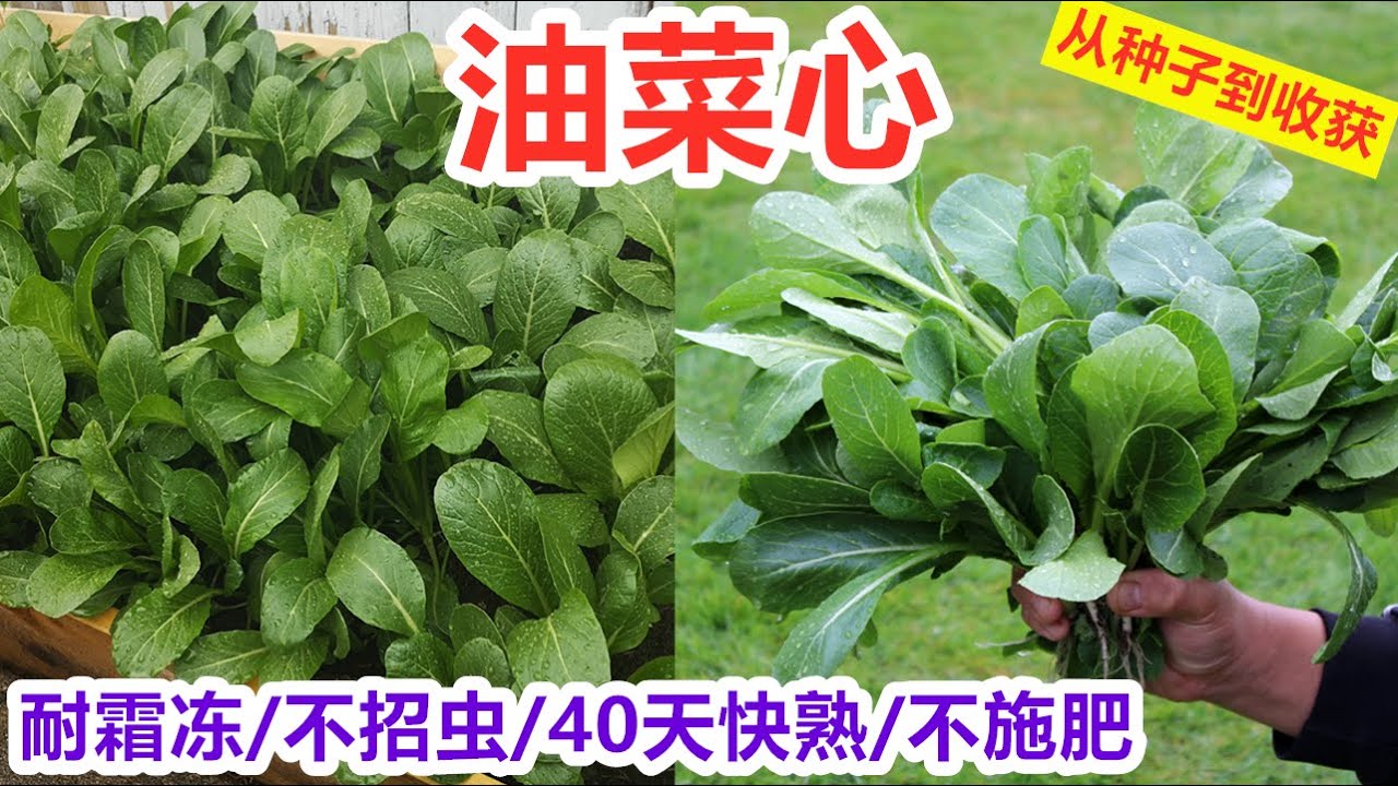 【油菜心/菜心】快手菜, 新手最好种的抗冻菜, 不招虫/不施肥/耐低温, 懒人菜/直播40天就可以采收