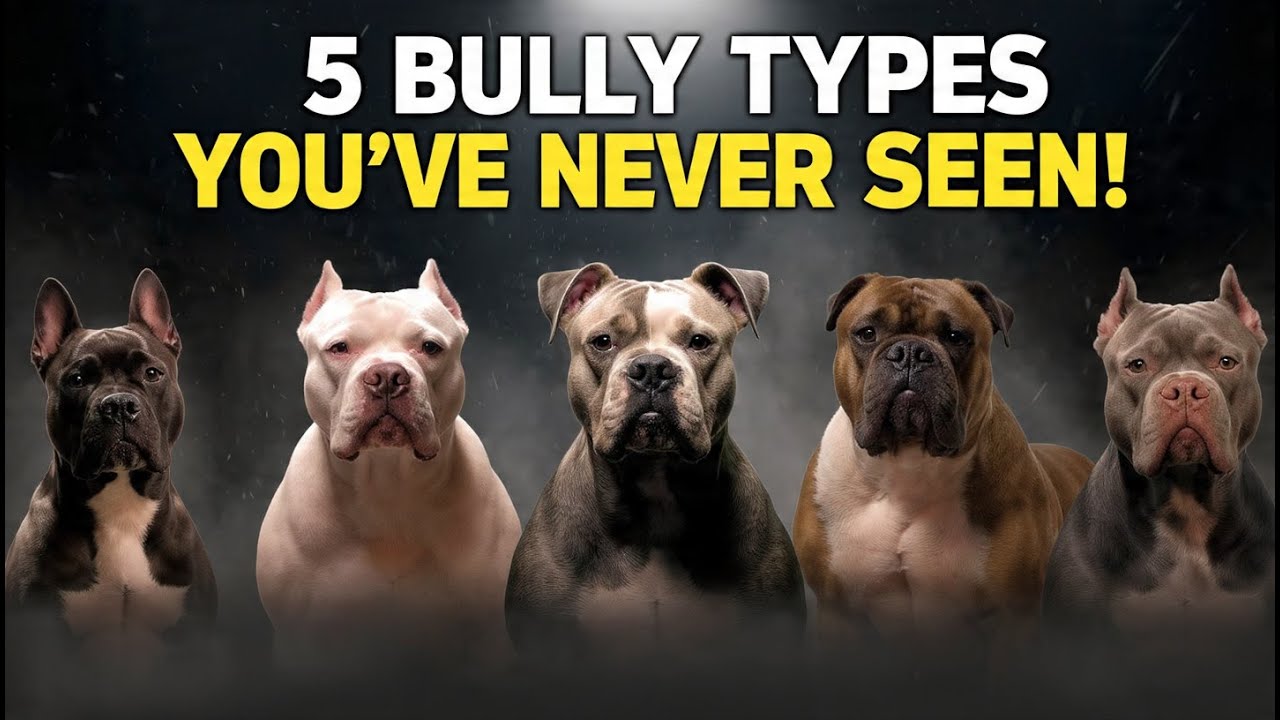 5 American Bully Types You Didn&rsquo;t Know Existed 😱🐶🔥#AmericanBully #DogFacts #dogs