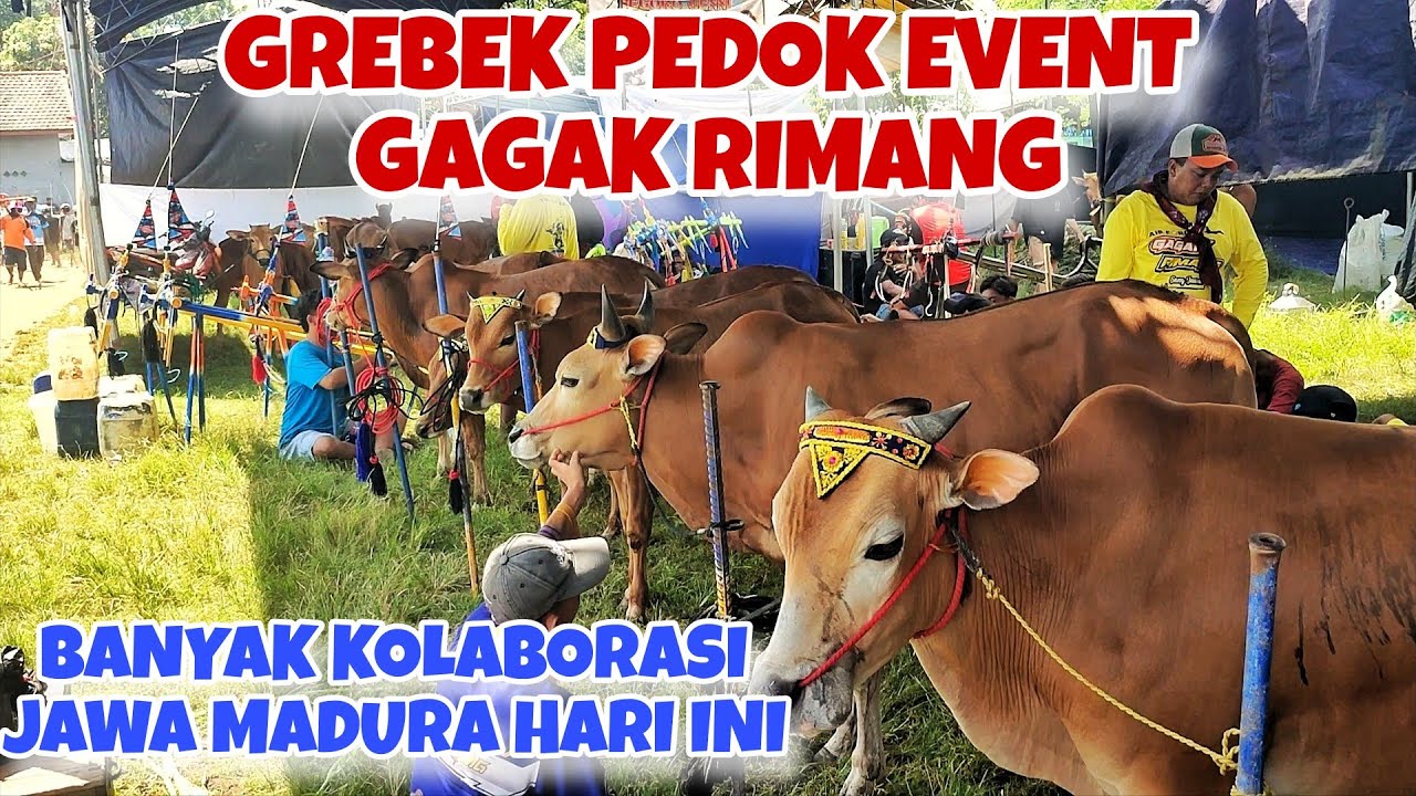 GREBEK PEDOK KERAPAN SAPI EVENT GAGAK RIMANG DI TEMPORAN || BAWA DUA PASANG DARI KANDANG PUSAT 🔥🔥