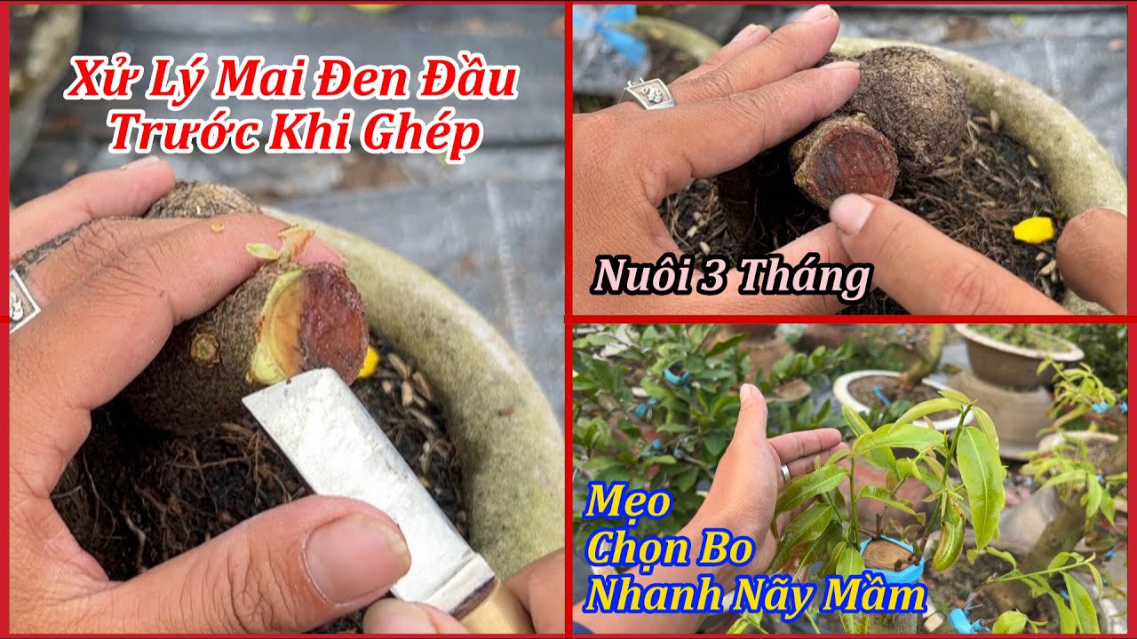 Xử Lý Mai Đen Đầu Trước Khi Ghép, Mẹo Ghép Mai Lên Nhanh Ở Cuối Tháng 11 | MAI ĐA PHÚC Duy Hiếu |