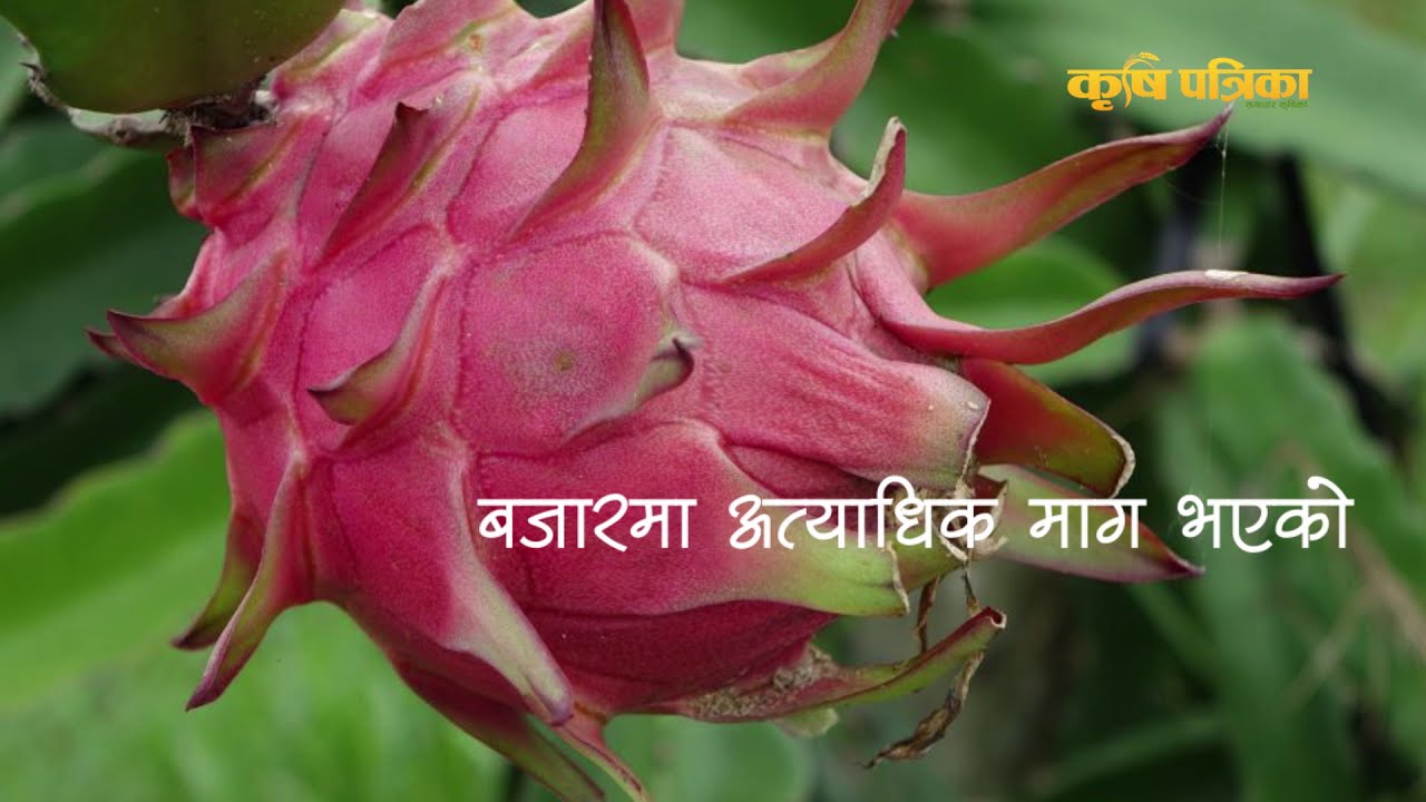 सस्तो मूल्यमा ड्रागन फ्रुटका विरुवा || Dragon Fruit Plant Price in Nepal ||