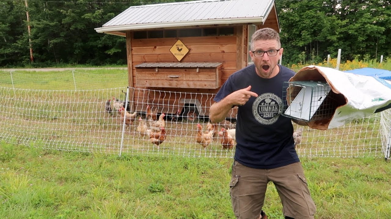 I hope we CAUGHT our Chicken Predator