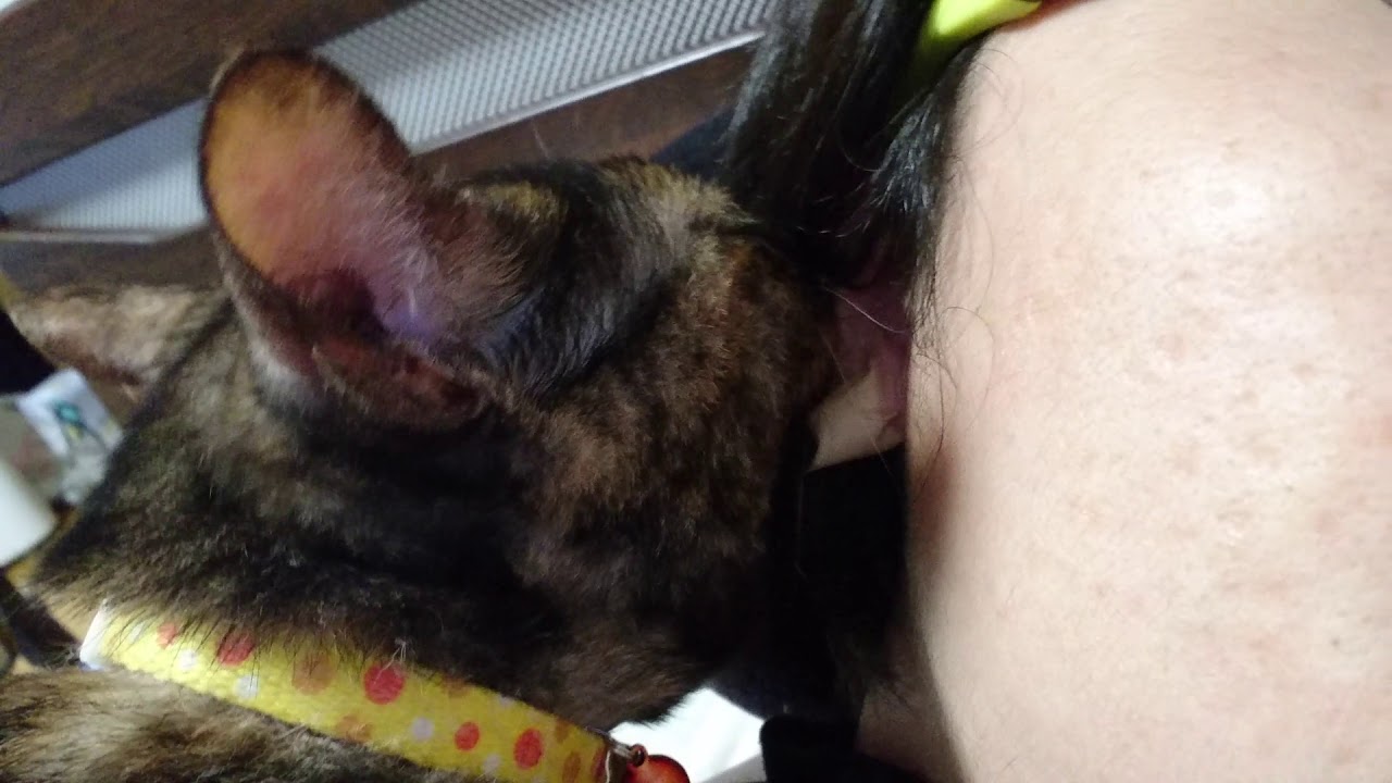 主の耳たぶをおっぱいと思って吸うべっ甲(サビ)猫のこむぎさん(1歳)
