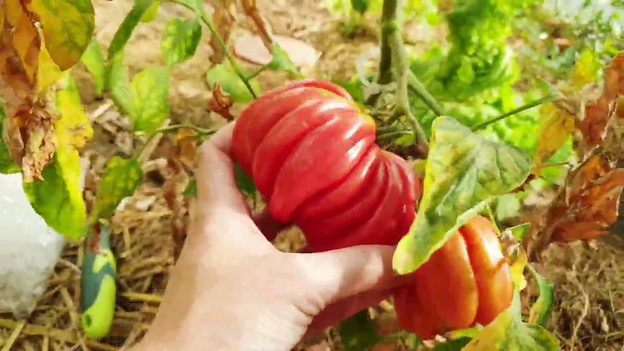 Plusieurs variétés de tomates sont déjà mures fin juin!!