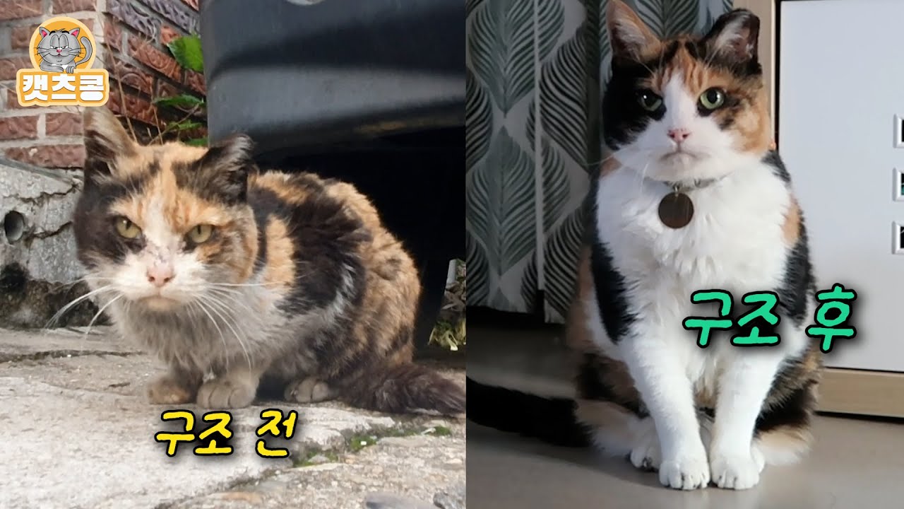 유기되고 사고로 죽어가던 길고양이 구조 후 3년 동안의 가슴 찡한 감동 스토리