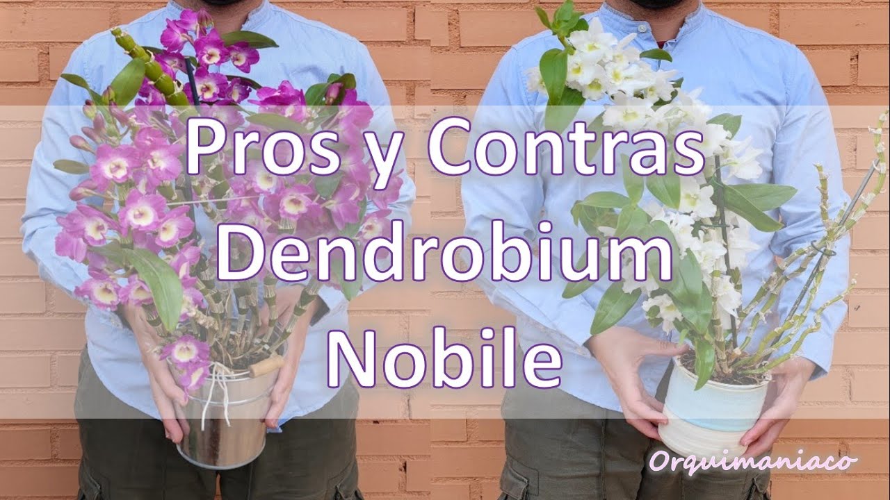 Pros y Contras Dendrobium Nobile